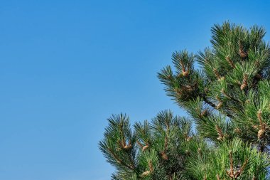 Mavi gökyüzünün arka planında kozalaklı bir dağ çamı dalları