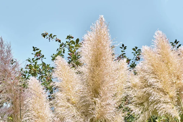 Pampas Plante Beige Herbe Sur Fond Feuillage Vert Ciel Bleu — Photo