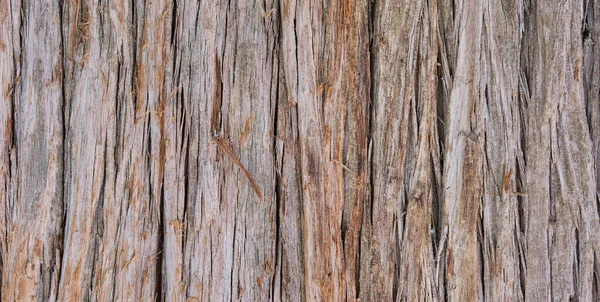 Textura Casca Marrom Com Fendas Profundas Uma Árvore Exótica Velha — Fotografia de Stock