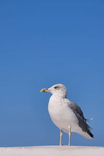 Portrait Sea Gull Background Blue Sky — Stock Photo, Image