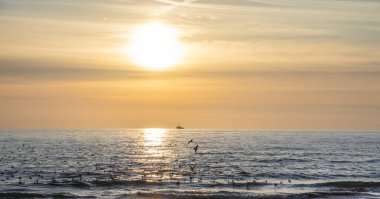 Arka plan olarak sarı-bej renklerle güzel bir deniz batımı. Martılar sakin suyun yüzeyinde yüzerler..