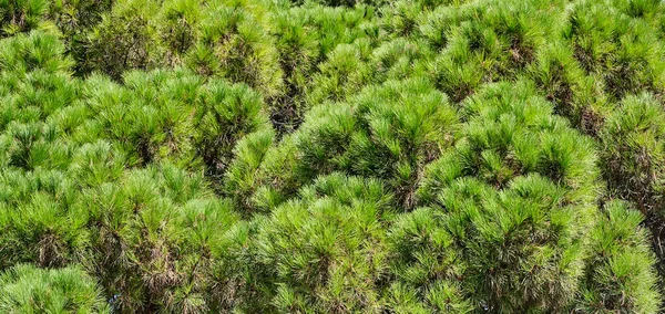 Texture Des Aiguilles Branches Pin Pelucheux Comme Fond — Photo