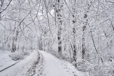 Kış manzarası. Şehir parkındaki karla kaplı sokakta ayak izleri var. Zheleznovodsk, Rusya 'daki Lechebniy ya da Therapeutic Park.
