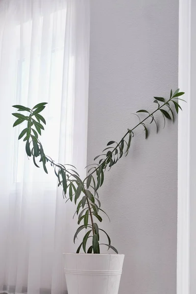 Pot Intérieur Oleander Sur Sol Sur Fond Mur Blanc Une — Photo