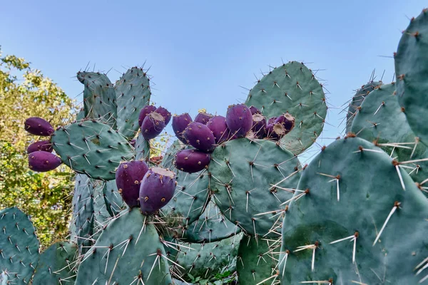 Crimean prickly pear cactus with dark red fruits.
