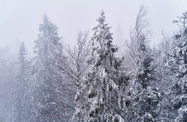 Kış manzarası. Karlı dağ ormanları sisli.