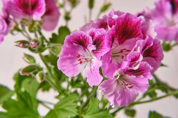 Fiori rosa della pianta d'appartamento in fiore Pelargonium regal. — Foto Stock