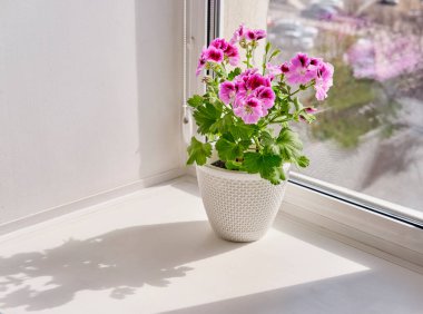 Çiçek açan Pelargonium regal beyaz bir tencerede bir pencere eşiğinde duruyor
