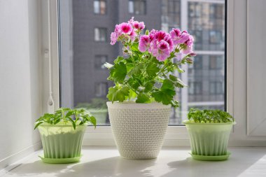 Genç domates bitkileri, yeşil kaplarda dolmalık biber ve çiçek açan Pelargonium regal çiçekleri arka plandaki şehir binasının pencere pervazında beyaz bir tencerede. Evde sebze bahçesi var..