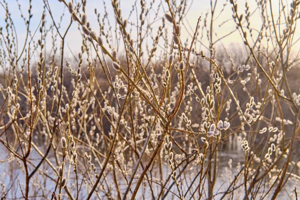 Des branches de saules en fleurs près de la rivière. — Photo