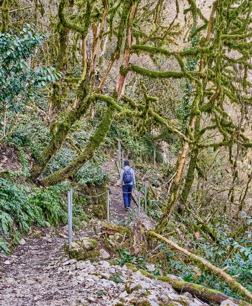 Ein älterer Mann mit Rucksack geht auf einem Wanderweg zwischen Reliquienbäumen spazieren. Eiben- und Buchsbaumhain im Kaukasischen Biosphärenreservat, Russland — Stockfoto