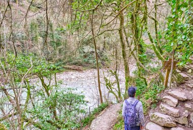Sırt çantalı yaşlı adam ağaçların arasında yürüyüş yapıyor. Kafkas Biyosfer Rezervi 'nin porsuk ve boxwood korusu, Rusya