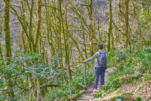 Hombre mayor con mochila está caminando a lo largo de senderos entre árboles relictos. Arboleda de tejo y boj de la Reserva de la Biosfera del Cáucaso, Rusia — Foto de Stock