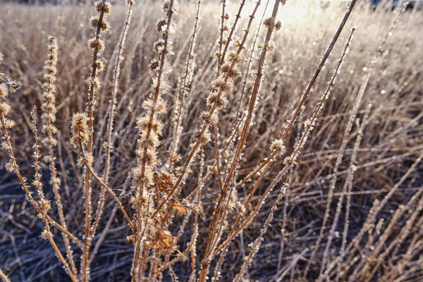 Ice crystals of ice on dry grass in the early morning. — Stock Photo, Image