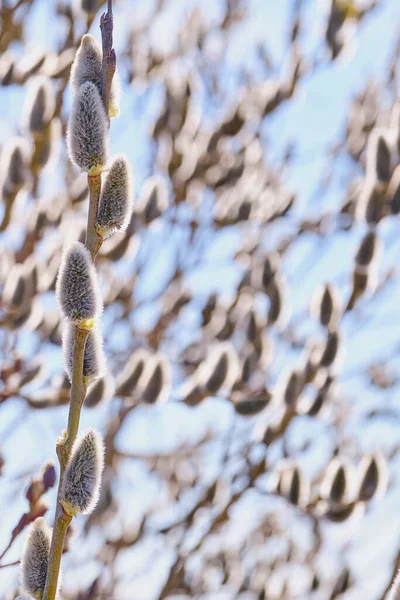 Ramuri înfloritoare de salcie. Peisaj de primăvară . — Fotografie, imagine de stoc