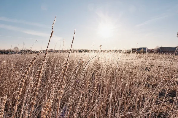 Ice crystals of ice on dry grass in the early morning. — Stock Photo, Image