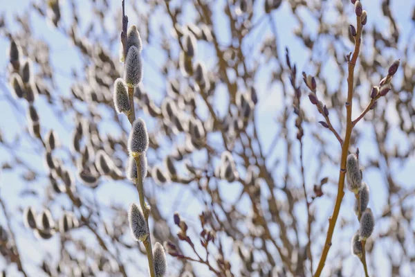 Ramuri înfloritoare de salcie. Peisaj de primăvară . — Fotografie, imagine de stoc