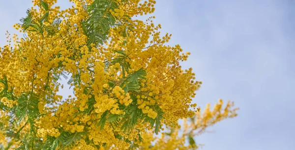 Flori galbene ale unui copac mimosa pe un fundal de cer albastru . — Fotografie, imagine de stoc