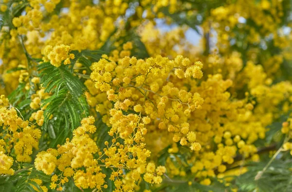 Flori galbene de copac mimosa înflorit — Fotografie, imagine de stoc