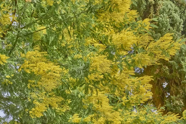 Flori galbene de copac mimosa înflorit — Fotografie, imagine de stoc