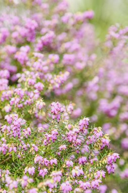 Çiçekli Heather. Erica Herbal..