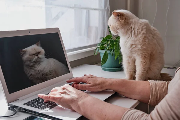 Hands of Senior woman typing on keyboard.