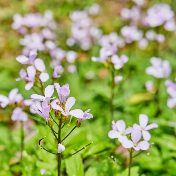 Une clairière aux fleurs délicates printanières d'un noyau de prairie. — Photo