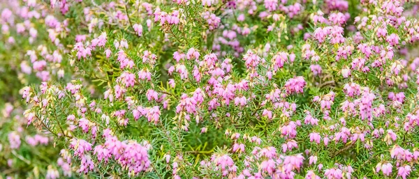 Blühende Heide. Erica Kräuter.. — Stockfoto