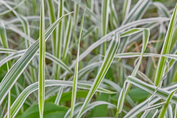 Beautiful grass texture as summer background — Stockfoto