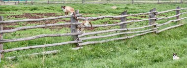Üç siyam kedisi yakınlardaki tahta bir çitin üzerinde duruyor..
