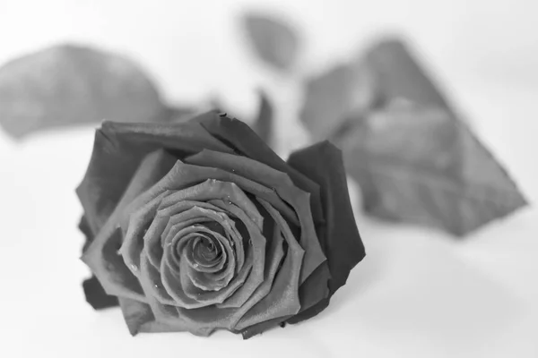 Rosa gris sobre fondo blanco — Foto de Stock