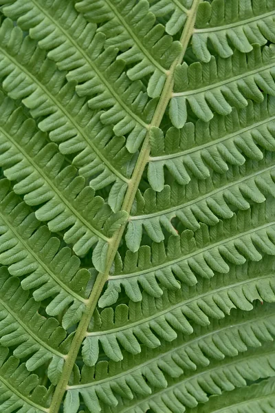 녹색 야생 양치식물 잎의 근접 사진 — 스톡 사진
