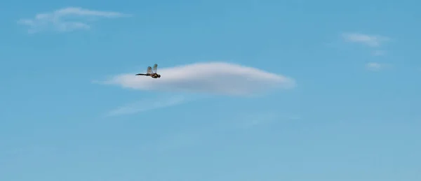 Маленькая стрекоза летит на фоне облака в голубом небе. — стоковое фото