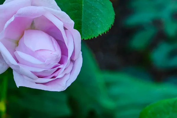 Bonito delicado botão de flor de rosa mosqueta roxo no fundo verde. — Fotografia de Stock