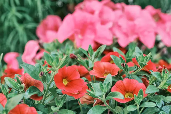 Bellissimi fiori rossi della pianta calibrachoa. — Foto Stock