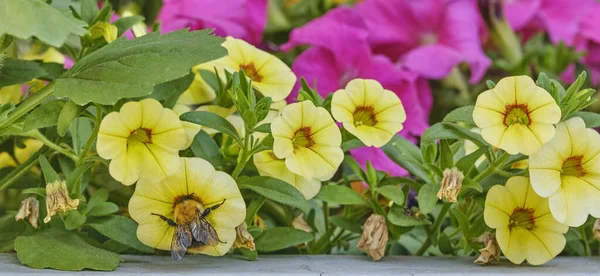 Bumble raccolta miele in aiuola colorata. — Foto Stock