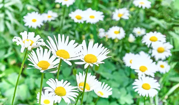 Bellissimi fiori di camomilla su sfondo verde. — Foto Stock