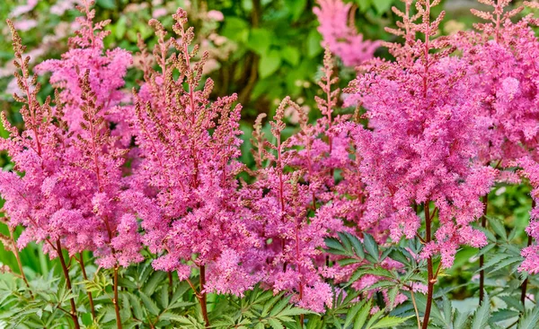 Квітуча рослина рожева астільба — стокове фото