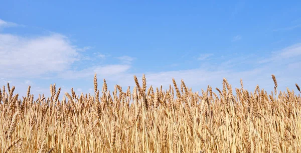 Oreilles de blé mûr sur un champ agricole — Photo