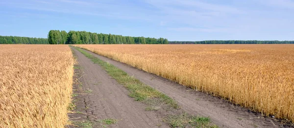 Estrada entre o campo de trigo — Fotografia de Stock