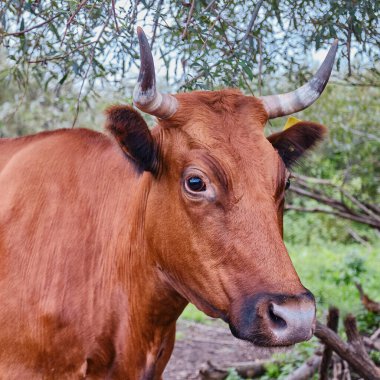 Tatlı kırmızı inek.