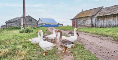 Rusya 'nın Sibirya köyünde beyaz ve karışık kazlar yolda yürüyor.