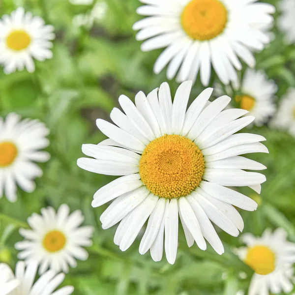 Chamomile flowers as summer background. — Foto Stock