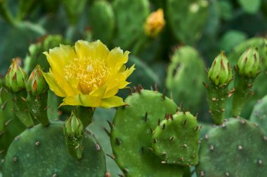 Crimean prickly pear cactus with yellow flower.