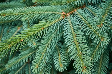 Mavi ladin dalları yakın plan..