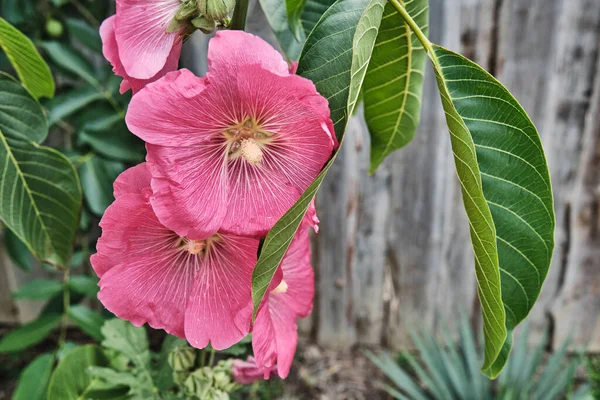 Blooming plant malva with pink flowers. Hollyhock — Foto Stock