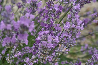 Mor çiçeklerle çiçek açan lavanta çiçeği. Lavandula angustifolia
