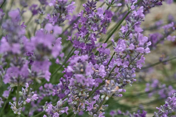Цвіте рослина лавандою з фіолетовими квітами. Лавандула ангустіфолія — стокове фото