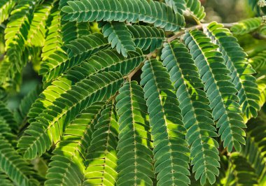 Albizia 'nın dallarının ve yapraklarının dokusu doğanın arka planı olarak güneş tarafından aydınlatılmıştır..