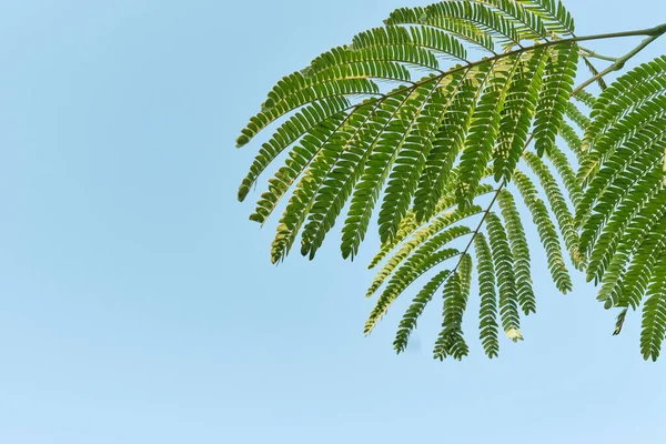 Ramos e folhas de Albizia sobre fundo céu azul como pano de fundo de verão — Fotografia de Stock